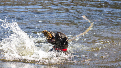 Black dog fetching large stick from river