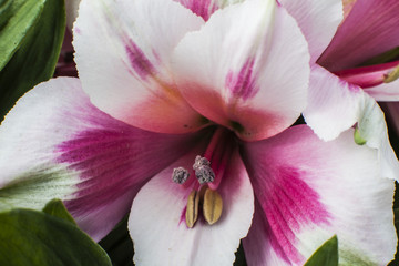 fiori orchidee tropicale esotiche orchidea,