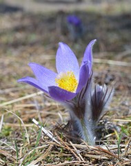 Mountain Pasqueflower (Pulsatilla montana)