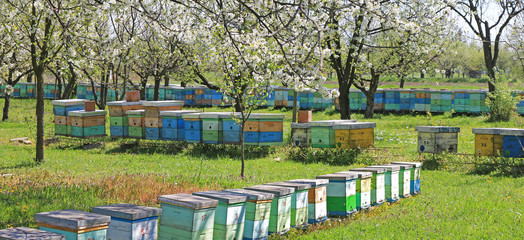 Beekeeping, beehives in the blooming cherry orchard