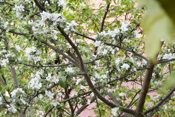 apple blossoms in spring
