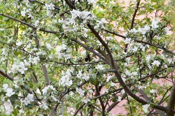 Spring blossoming apple tree