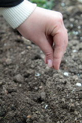 woman  sowing radish seed into the soil