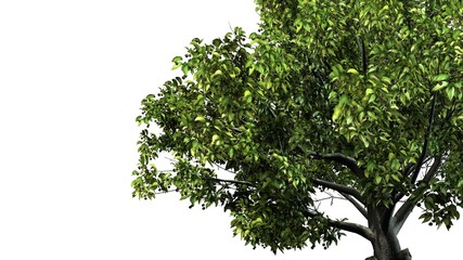 Tree American Beech - separated on white background 