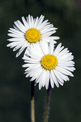 Obraz premium Gaensebluemchen; Bellis; Perennis