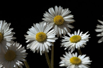 Gaensebluemchen; Bellis; Perennis