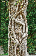 Old ivy (Hedera taurica) on stem of tree
