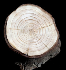 Jahresringe; Jahrring; Holzring;