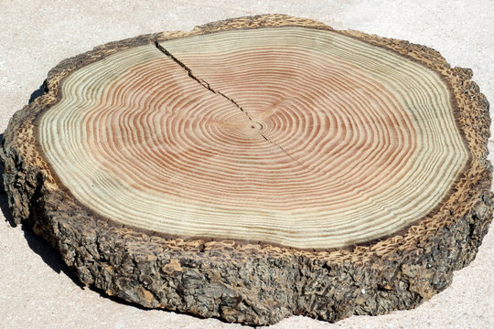 Jahresringe; Jahrring; Holzring;