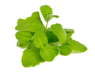 fresh mint leaves over white