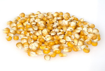 Mais; Zea mays; Maiskoerner;