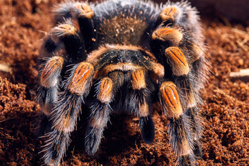 Mexican red knee tarantula
