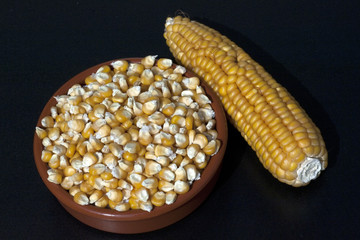 Mais; Zea mays; Maiskoerner;