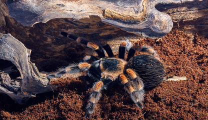 Mexican red knee tarantula