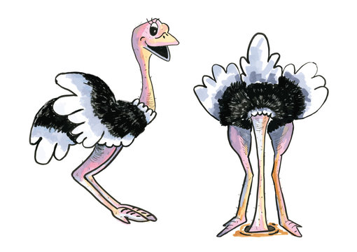 Two funny Ostriches