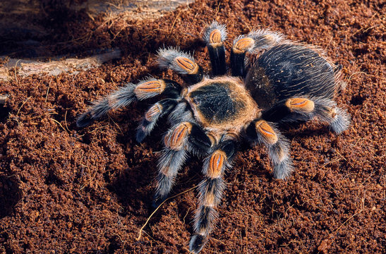Mexican red knee tarantula
