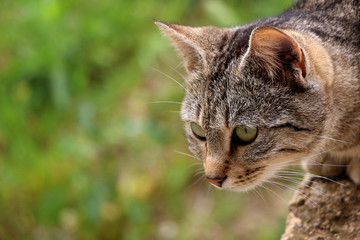 Brown tabby cat in the garden, head close-up.