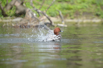 Common Pochard, Pochard, Aythya ferina