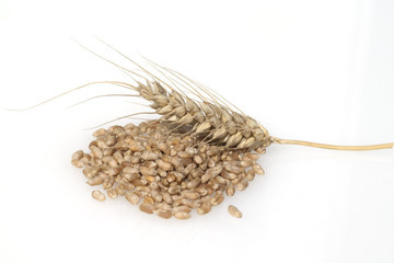 Triticale, Wintertriticale, Triticosecale, rimpauii, © Ruckszio