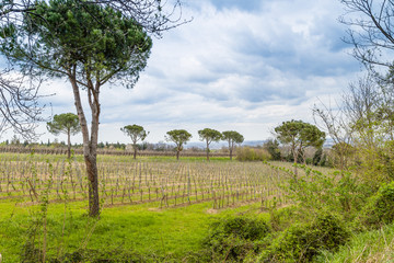 Agricultural cultivated fields in Italy