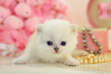 Funny tiny British kitten in a pink atmosphere