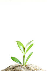 新芽　背景白　ポートレート