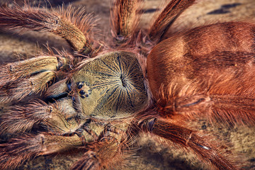 tarantula Tapinauchenius gigas
