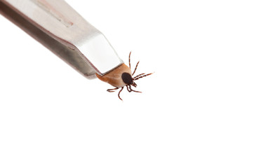 parasite