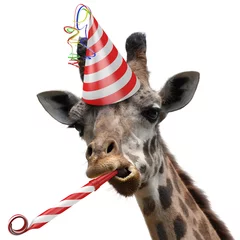 Fototapeten Lustiges Giraffen-Partytier, das ein dummes Gesicht macht © David Carillet