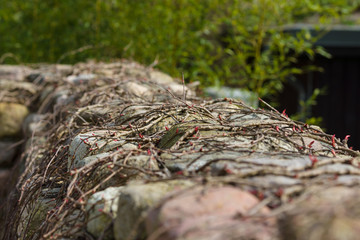 Young shoots of ivy on a stone wall. Shallow depth of field.