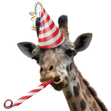 Funny giraffe party animal making a silly face