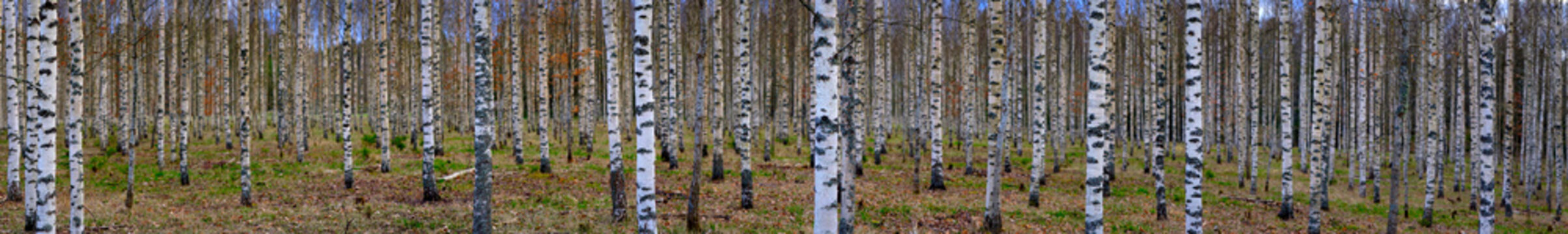 Fototapeta Panoramiczny widok lasu brzozowego