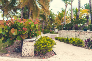 Fototapeta na wymiar Green exotic garden. dominican republic. Pathway in tropical