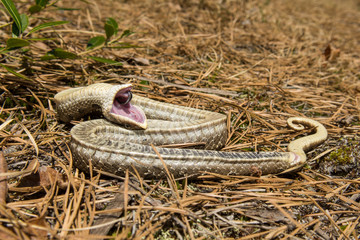 Naklejka premium Eastern Hognose Snake playing dead.