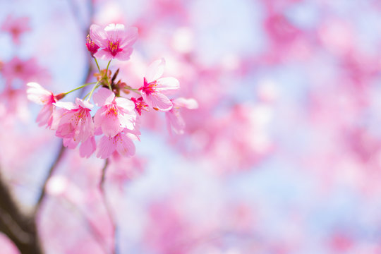 陽光桜（ヨウコウザクラ）