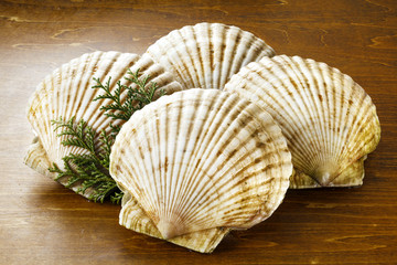 Obraz premium ほたて 帆立 Scallops