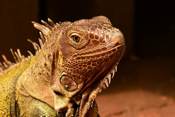 An iguana looks into the camera and smiles.