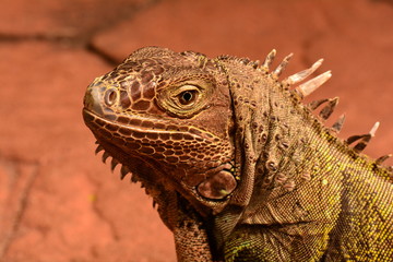 An iguana looks into the camera and smiles.