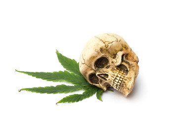 Skull and Green Cannabis Leaf on White Background