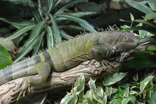A Green Iguana lazes about in the jungle setting.