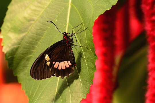 A Pink Cattleheart butterfly lands in the gardens.