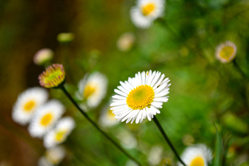 Close up white daisy flowers.