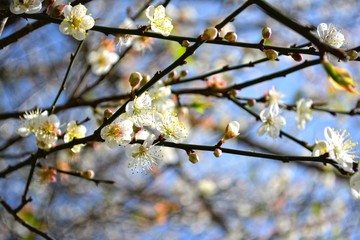 Beautiful white plum flower blooming.