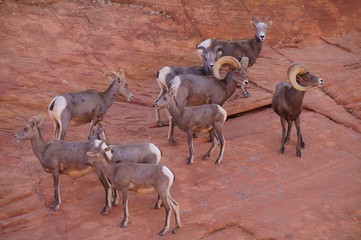 Obraz premium A herd of desert bighorn sheeps on the mountainside.