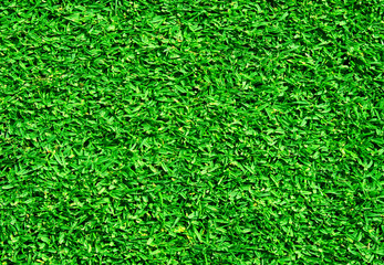 Fototapeta premium grass