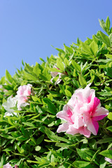 ツツジと青空　ポートレイト