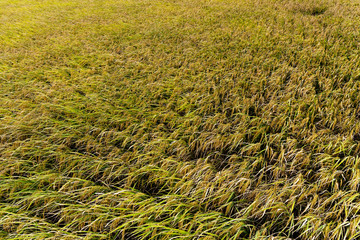 Autumn rice field