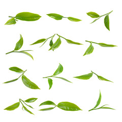 green tea leaf on white background