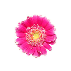 Gerbera
