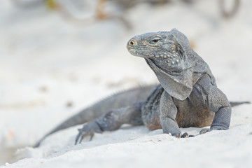 Island iguanas in wildlife.